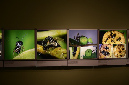 Wasp_exhibition__DSC3445